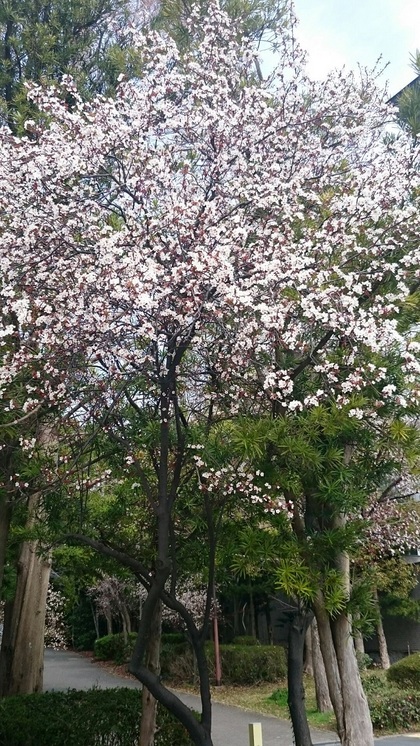 桜が咲きました！