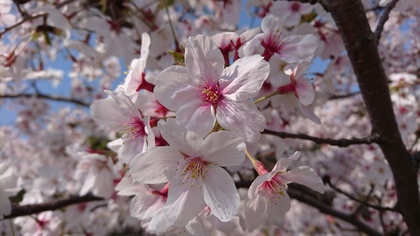 桜がとてもきれいでした